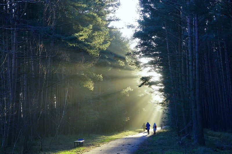 Walking Path in the Forest